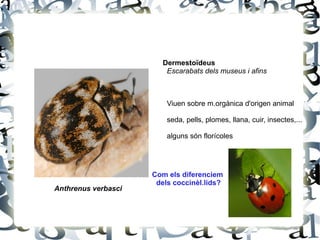 S'alimenten de m.orgànica 