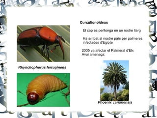 Projecten líquids repulsius  