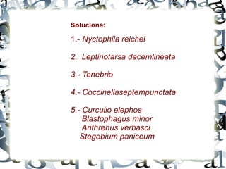 Tenebrio molitor Lasioderma serricorne 