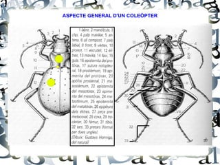ASPECTE GENERAL D'UN COLEÒPTER 