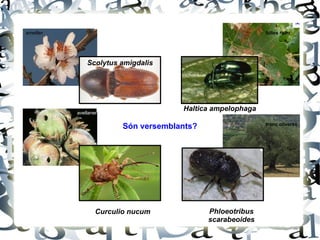 Scolytus amigdalis Curculio nucum Phloeotribus scarabeoides Haltica ampelophaga Són versemblants? ametller fulles raïm avellaner tronc oliveres 