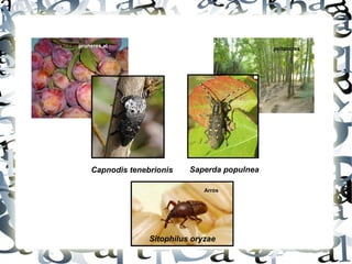 Capnodis tenebrionis Saperda populnea Sitophilus oryzae Arròs  pruneres,al pollancres 