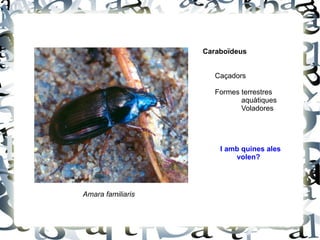 Amara familiaris Caraboïdeus Caçadors Formes terrestres  aquàtiques Voladores I amb quines ales  volen? 