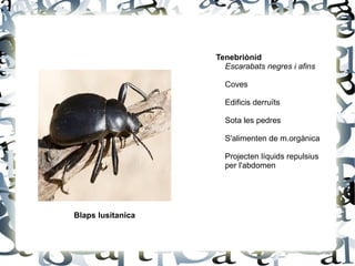 Blaps lusitanica Tenebriònid Escarabats negres i afins Coves 