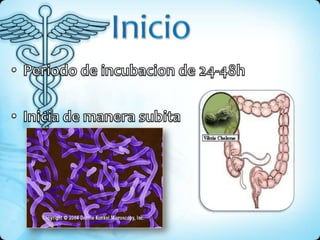 InicioPeriodo de incubacion de 24-48hInicia de manerasubita