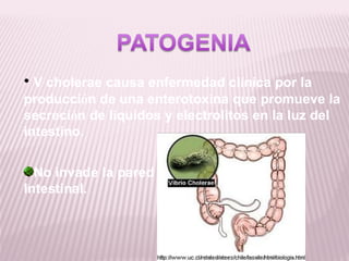 • V cholerae causa enfermedad clínica por la
producción de una enterotoxina que promueve la
secreción de líquidos y electrolitos en la luz del
intestino.


  No invade la pared
Intestinal.
 