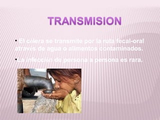 • El cólera se transmite por la ruta fecal-oral
através de agua o alimentos contaminados.
•La infección de persona a persona es rara.
 