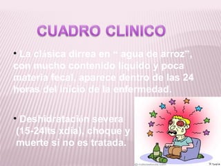 • La clásica dirrea en “ agua de arroz”,
con mucho contenido líquido y poca
materia fecal, aparece dentro de las 24
horas del inicio de la enfermedad.

• Deshidratación severa
 (15-24lts xdía), choque y
 muerte si no es tratada.
 