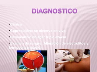 •Clinica
•Coprocultivo: se observa en vivo.
•Hemocultivo en agar triple azúcar
•Examen de sangre: Alteración de electrolitos y
hemoconcentración.
 