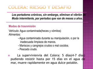 Los portadores crónicos, sin embargo, eliminan el vibrión de
    Modo intermitente, por periodos que van de meses a años.

Modos de trasnmisión
Vehículo: Agua contaminada(heces y vómitos)
Alimentos:
        - Agua contaminada durante su manipulación, o por la
          inadecuada limpieza de manos.
        - Mariscos y cangrejos crudos o mal cocidos.
        - Pescado crudo.
       La supervivienvia del Colera: 5 días(4-7 días)
    pudiendo resistir hasta por 15 días en el agua de
    mar, muere rapidamente en agua dulce potable.
 