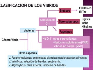 El Clásico
                                                Biotipos         El Tor

                               Serovariante                    Ogawa
                                                Sero-subgrupos Inaba
                                   O:1
                                                               Hikojima
                V. cholerae                     Fagotipos

Género Vibrio                     No O:1 : otras serovariantes
                                           vibrios no aglutinantes(VNA)
                                            vibrios no colera. (VNC)

               Otras especies
     V. Parahermolyticus: enfermedad diarreica relacionada con alimentos
     V. Vulnificus: infección de heridas; septicemia.
     V. Alginolyticus: otitis externa; infección de heridas.
 