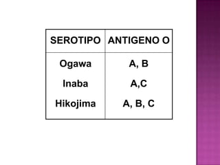 SEROTIPO ANTIGENO O

 Ogawa      A, B

 Inaba      A,C

Hikojima   A, B, C
 