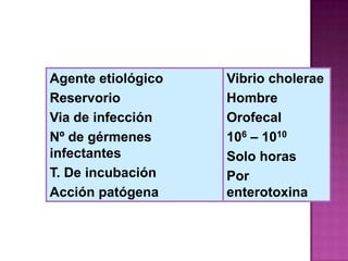 Agente etiológico   Vibrio cholerae
Reservorio          Hombre
Via de infección    Orofecal
Nº de gérmenes      106 – 1010
infectantes         Solo horas
T. De incubación    Por
Acción patógena     enterotoxina
 