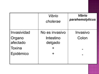Vibrio             Vibrio
                               parahemolyticus
                cholerae

Invasividad   No es invasivo      Invasivo
Organo          Intestino          Colon
afectado         delgado
Toxina              +                 -
Epidémico           +                 -
 