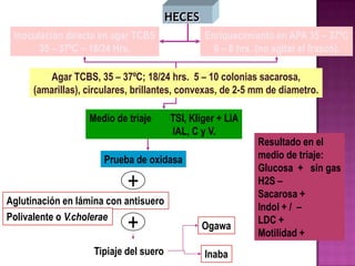 Inoculación directa en agar TCBS               Enriquecimiento en APA 35 – 37ºC
       35 – 37ºC – 18/24 Hrs.                     6 – 8 hrs. (no agitar el frasco).

         Agar TCBS, 35 – 37ºC; 18/24 hrs. 5 – 10 colonias sacarosa,
      (amarillas), circulares, brillantes, convexas, de 2-5 mm de diametro.

                   Medio de triaje      TSI, Kliger + LIA
                                        IAL, C y V.
                                                            Resultado en el
                       Prueba de oxidasa                    medio de triaje:
                                                            Glucosa + sin gas
                            +                               H2S –
                                                            Sacarosa +
Aglutinación en lámina con antisuero
                                                            Indol + / –
Polivalente o V.cholerae
                            +                  Ogawa
                                                            LDC +
                                                            Motilidad +
                    Tipiaje del suero           Inaba
 