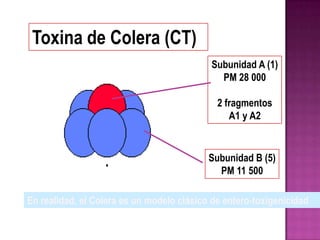 Toxina de Colera (CT)
                                           Subunidad A (1)
                                             PM 28 000

                                             2 fragmentos
                                                A1 y A2


                                           Subunidad B (5)
                                             PM 11 500

En realidad, el Colera es un modelo clásico de entero-toxigenicidad
 