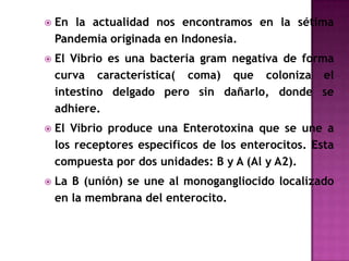    En la actualidad nos encontramos en la sétima
    Pandemia originada en Indonesia.
   El Vibrio es una bacteria gram negativa de forma
    curva característica( coma) que coloniza el
    intestino delgado pero sin dañarlo, donde se
    adhiere.
   El Vibrio produce una Enterotoxina que se une a
    los receptores especificos de los enterocitos. Esta
    compuesta por dos unidades: B y A (Al y A2).
   La B (unión) se une al monogangliocido localizado
    en la membrana del enterocito.
 
