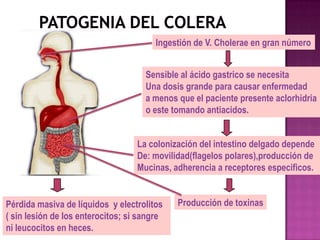 Ingestión de V. Cholerae en gran número


                                     Sensible al ácido gastrico se necesita
                                     Una dosis grande para causar enfermedad
                                     a menos que el paciente presente aclorhidria
                                     o este tomando antiacidos.


                                   La colonización del intestino delgado depende
                                   De: movilidad(flagelos polares),producción de
                                   Mucinas, adherencia a receptores especificos.


Pérdida masiva de líquidos y electrolitos    Producción de toxinas
( sin lesión de los enterocitos; si sangre
ni leucocitos en heces.
 