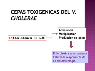 Adherencia
                              Multiplicación
EN LA MUCOSA INTESTINAL       Producción de toxina



                          Enterotoxina extensamente
                          Estudiada responsable de
                          La sintomatología.
 