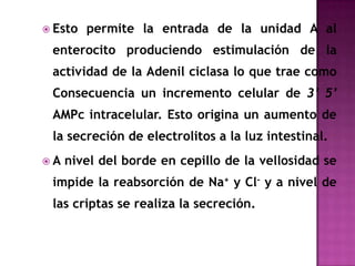  Esto   permite la entrada de la unidad A al
 enterocito produciendo estimulación de la
 actividad de la Adenil ciclasa lo que trae como
 Consecuencia un incremento celular de 3’ 5’
 AMPc intracelular. Esto origina un aumento de
 la secreción de electrolitos a la luz intestinal.
A   nivel del borde en cepillo de la vellosidad se
 impide la reabsorción de Na+ y Cl- y a nivel de
 las criptas se realiza la secreción.
 
