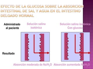 Administrado    Solución salina         Solución salina isotónica
  al paciente       isotónica                  Con glucosa




Resultado


        Absorción moderada de Na/H2O Absorción aumentada Na/H2O
 