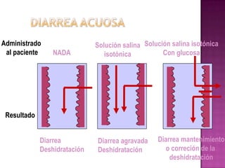 Administrado                  Solución salina Solución salina isotónica
 al paciente     NADA            isotónica          Con glucosa




 Resultado


             Diarrea          Diarrea agravada    Diarrea mantenimiento
             Deshidratación   Deshidratación         o correción de la
                                                      deshidratación
 