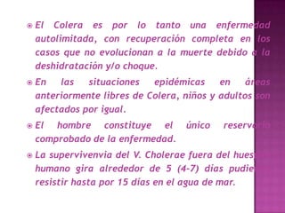    El Colera es por lo tanto una enfermedad
    autolimitada, con recuperación completa en los
    casos que no evolucionan a la muerte debido a la
    deshidratación y/o choque.
   En   las   situaciones   epidémicas     en    áreas
    anteriormente libres de Colera, niños y adultos son
    afectados por igual.
   El hombre constituye el         único   reservorio
    comprobado de la enfermedad.
   La supervivenvia del V. Cholerae fuera del huesped
    humano gira alrededor de 5 (4-7) días pudiendo
    resistir hasta por 15 días en el agua de mar.
 