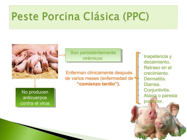 Colera Porcino ó Peste porcina clásica | PPT