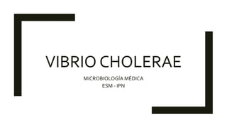 VIBRIO CHOLERAE
MICROBIOLOGÍA MÉDICA
ESM - IPN
 
