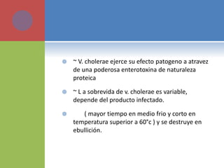  ~ V. cholerae ejerce su efecto patogeno a atravez
de una poderosa enterotoxina de naturaleza
proteica
 ~ L a sobrevida de v. cholerae es variable,
depende del producto infectado.
 ( mayor tiempo en medio frio y corto en
temperatura superior a 60°c ) y se destruye en
ebullición.
 