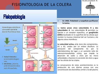  En 1969, Finkelstein y Lospalluto purificaron
la toxina.
La toxina posee cinco subunidades B y dos
subunidades A. Las subunidades B permiten su
fijación a un receptor específico, un gangliósido
(GM1) localizado en la superficie de las células que
revisten la mucosa intestinal del ser humano y de
algunos otros mamíferos.
La subunidad activa, o A, tiene dos componentes,
A1 y A2, unidos por un enlace disulfuro. La
activación del componente A1 por la
adenilatociclasa da lugar a un aumento neto de
adenosinmonofosfato cíclico, que impide la
absorción de sodio y cloro por las micro
vellosidades y favorece la secreción de cloro y agua
por las células de las criptas.
La consecuencia de estos acontecimientos es la
producción de una diarrea acuosa con una
concentración de electrólitos similar a la del plasma
FISIOPATOLOGIA DE LA COLERA
 