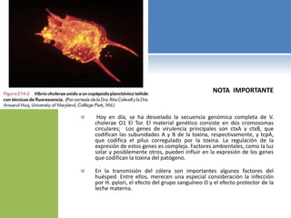 NOTA IMPORTANTE
 Hoy en día, se ha desvelado la secuencia genómica completa de V.
cholerae O1 El Tor. El material genético consiste en dos cromosomas
circulares; Los genes de virulencia principales son ctxA y ctxB, que
codifican las subunidades A y B de la toxina, respectivamente, y tcpA,
que codifica el pilus corregulado por la toxina. La regulación de la
expresión de estos genes es compleja. Factores ambientales, como la luz
solar y posiblemente otros, pueden influir en la expresión de los genes
que codifican la toxina del patógeno.
 En la transmisión del cólera son importantes algunos factores del
huésped. Entre ellos, merecen una especial consideración la infección
por H. pylori, el efecto del grupo sanguíneo O y el efecto protector de la
leche materna.
 