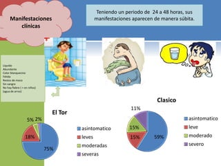 Manifestaciones
clínicas
Teniendo un periodo de 24 a 48 horas, sus
manifestaciones aparecen de manera súbita.
59%15%
15%
11%
Clasico
asintomatico
leve
moderado
severo
75%
18%
5% 2%
El Tor
asintomatico
leves
moderadas
severas
Liquido
Abundante
Color blanquecino
Fétida
Restos de moco
Sin sangre
No hay fiebre ( > en niños)
(agua de arroz)
 