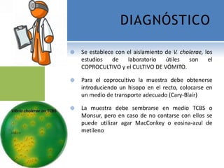 DIAGNÓSTICO
 Se establece con el aislamiento de V. cholerae, los
estudios de laboratorio útiles son el
COPROCULTIVO y el CULTIVO DE VÓMITO.
 Para el coprocultivo la muestra debe obtenerse
introduciendo un hisopo en el recto, colocarse en
un medio de transporte adecuado (Cary-Blair)
 La muestra debe sembrarse en medio TCBS o
Monsur, pero en caso de no contarse con ellos se
puede utilizar agar MacConkey o eosina-azul de
metileno
 
