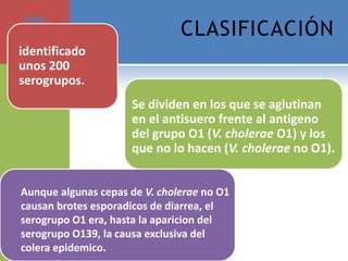 CLASIFICACIÓN
identificado
unos 200
serogrupos.
Se dividen en los que se aglutinan
en el antisuero frente al antigeno
del grupo O1 (V. cholerae O1) y los
que no lo hacen (V. cholerae no O1).
Aunque algunas cepas de V. cholerae no O1
causan brotes esporadicos de diarrea, el
serogrupo O1 era, hasta la aparicion del
serogrupo O139, la causa exclusiva del
colera epidemico.
 