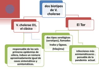 dos biotipos
de V.
cholerae
V. cholerae O1,
el clásico
responsable de las seis
primeras epidemias de
cólera, induce un número
aproximadamente igual de
casos sintomáticos y
asintomáticos.
El Tor
dos tipos serológicos
(serotipos), llamados
Inaba y Ogawa.
(hikojima)
infecciones más
asintomáticasres .
ponsable de la
pandemia actual,
 