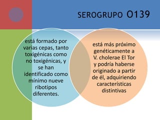 SEROGRUPO O139
está formado por
varias cepas, tanto
toxigénicas como
no toxigénicas, y
se han
identificado como
mínimo nueve
ribotipos
diferentes.
está más próximo
genéticamente a
V. cholerae El Tor
y podría haberse
originado a partir
de él, adquiriendo
características
distintivas
 