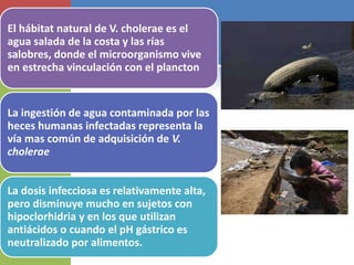 El hábitat natural de V. cholerae es el
agua salada de la costa y las rías
salobres, donde el microorganismo vive
en estrecha vinculación con el plancton
La ingestión de agua contaminada por las
heces humanas infectadas representa la
vía mas común de adquisición de V.
cholerae
La dosis infecciosa es relativamente alta,
pero disminuye mucho en sujetos con
hipoclorhidria y en los que utilizan
antiácidos o cuando el pH gástrico es
neutralizado por alimentos.
 