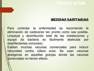 COLERA AVIAR
MEDIDAS SANITARIAS
Para controlar la enfermedad se recomienda la
eliminación de cadáveres tan pronto como sea posible.
Limpieza y desinfección total de las instalaciones y
equipo (la bacteria es fácilmente destruida por
desinfectantes comunes).
Existen muchas vacunas comerciales para inducir
inmunidad contra cólera aviar. Se usan vacunas
autógenas en aquellas granjas donde las vacunas
comerciales no tienen efecto.
 