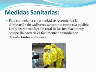 Medidas Sanitarias:
 Para controlar la enfermedad se recomienda la
eliminación de cadáveres tan pronto como sea posible.
Limpieza y desinfección total de las instalaciones y
equipo (la bacteria es fácilmente destruida por
desinfectantes comunes).
 