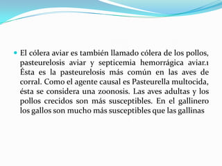 El cólera aviar es también llamado cólera de los pollos,
pasteurelosis aviar y septicemia hemorrágica aviar.1
Ésta es la pasteurelosis más común en las aves de
corral. Como el agente causal es Pasteurella multocida,
ésta se considera una zoonosis. Las aves adultas y los
pollos crecidos son más susceptibles. En el gallinero
los gallos son mucho más susceptibles que las gallinas
 
