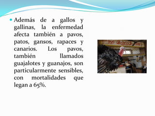  Además de a gallos y
gallinas, la enfermedad
afecta también a pavos,
patos, gansos, rapaces y
canarios. Los pavos,
también llamados
guajalotes y guanajos, son
particularmente sensibles,
con mortalidades que
legan a 65%.
 
