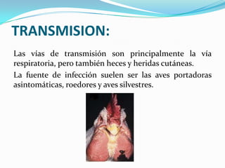 TRANSMISION:
Las vías de transmisión son principalmente la vía
respiratoria, pero también heces y heridas cutáneas.
La fuente de infección suelen ser las aves portadoras
asintomáticas, roedores y aves silvestres.
 