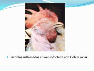  Barbillas inflamadas en ave infectada con Cólera aviar
 