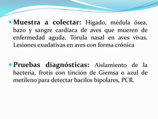  Muestra a colectar: Hígado, médula ósea,
bazo y sangre cardíaca de aves que mueren de
enfermedad aguda. Tórula nasal en aves vivas.
Lesiones exudativas en aves con forma crónica
 Pruebas diagnósticas: Aislamiento de la
bacteria, frotis con tinción de Giemsa o azul de
metileno para detectar bacilos bipolares, PCR.
 