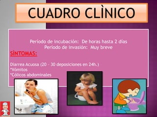 CUADRO CLÌNICO
         Período de incubación: De horas hasta 2 días
               Período de invasión: Muy breve
SÌNTOMAS:
Diarrea Acuosa (20 – 30 deposiciones en 24h.)
*Vómitos
*Cólicos abdominales
 