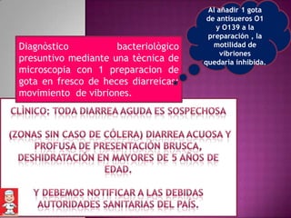 Al añadir 1 gota
                                       de antisueros O1
                                          y O139 a la
                                       preparación , la
Diagnòstico          bacteriològico      motilidad de
                                           vibriones
presuntivo mediante una tècnica de    quedarìa inhibida.
microscopia con 1 preparacion de
gota en fresco de heces diarreicas:
movimiento de vibriones.
 