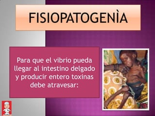 FISIOPATOGENÌA

 Para que el vibrio pueda
llegar al intestino delgado
 y producir entero toxinas
      debe atravesar:
 