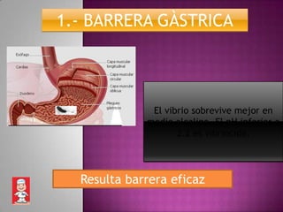 1.- BARRERA GÀSTRICA




              El vibrio sobrevive mejor en
             medio alcalino. El pH inferior a
                    2.2 es vibriocida.




  Resulta barrera eficaz
 