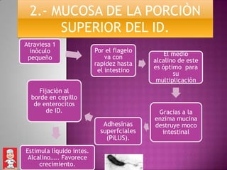 2.- MUCOSA DE LA PORCIÒN
      SUPERIOR DEL ID.
Atraviesa 1
  inòculo                 Por el flagelo
                              va con           El medio
 pequeño                                   alcalino de este
                          rapidez hasta
                           el intestino    es òptimo para
                                                  su
                                            multiplicaciòn
     Fijaciòn al
  borde en cepillo
   de enterocitos
        de ID.                              Gracias a la
                                           enzima mucina
                             Adhesinas     destruye moco
                            superfciales     intestinal
                              (PiLUS).
Estimula lìquido intes.
 Alcalino….. Favorece
     crecimiento.
 